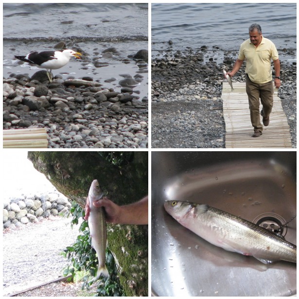 Pucn Peixe Lago Villarrica