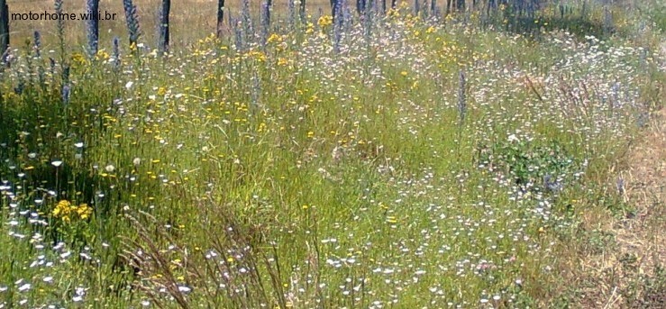 Chile:Estradas com flores.