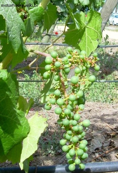 Uvas em dezembro