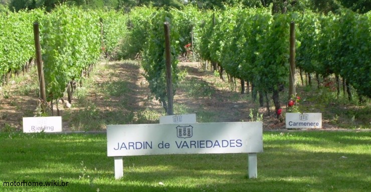 Variedade de uvas